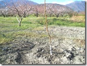 IMGP1445