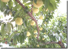 DSCN0088
