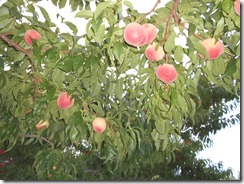 DSCN0093