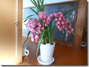 DSCN0145
