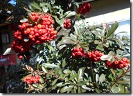 DSCN0146