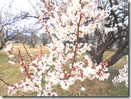 DSCN0158