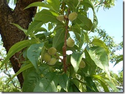 DSCN0225