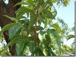 DSCN0226