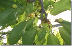 DSCN0236