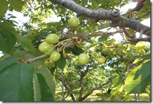 DSCN0240