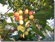 DSCN0249