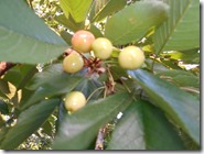 DSCN0250