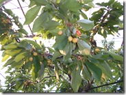DSCN0253