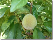 DSCN0254