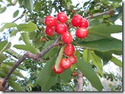 DSCN0262
