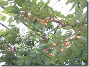 DSCN0264