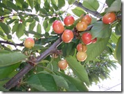 DSCN0265