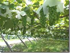 DSCN0266
