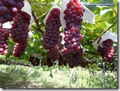 DSCN0275