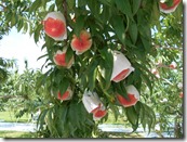 DSCN0283
