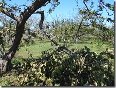 DSCN0286
