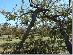 DSCN0288