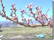 DSCN0317
