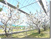 DSCN0328
