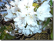 DSCN0331