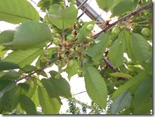 DSCN0346