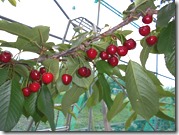 DSCN0368